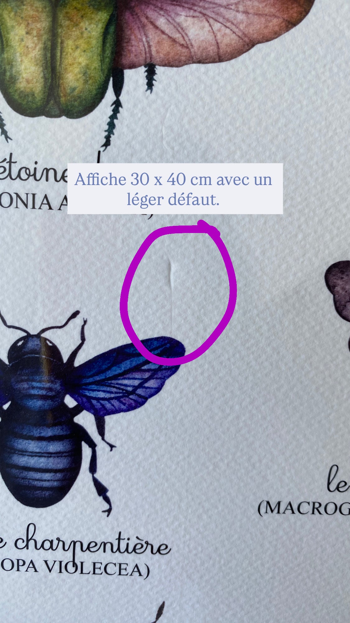 Nos Insectes | Affiche 30 x 40 cm | - 60 %