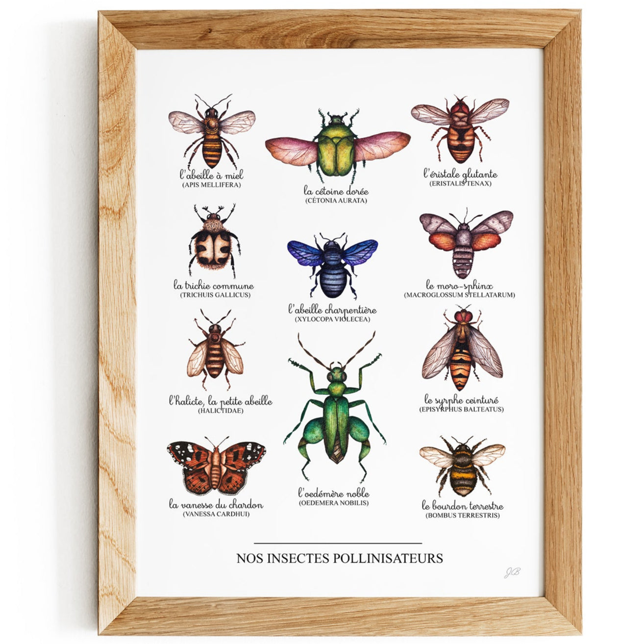 Nos Insectes | Affiche 30 x 40 cm | - 60 %