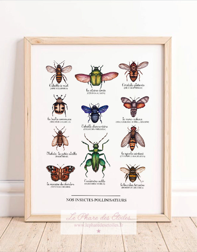 Nos Insectes | Affiche 30 x 40 cm | - 60 %