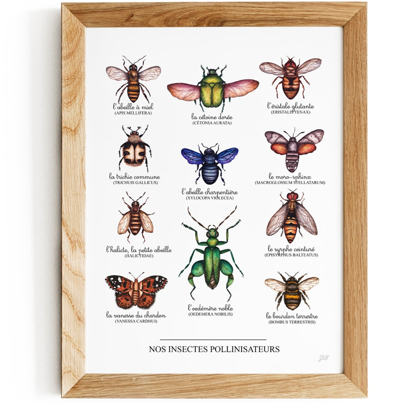 Nos Insectes Pollinisateurs | Illustration