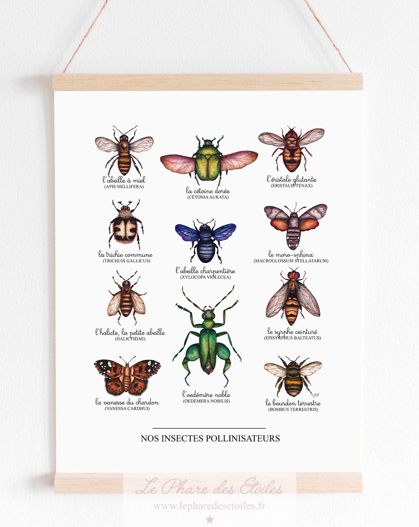 Nos Insectes | Affiche 30 x 40 cm | - 60 %